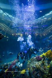 Image du Maroc Professionnelle de  Des hommes grenouilles s’activent au nettoyage du récif de corail de l’Aquadream, un aquarium massif de 1.000.000 L, conçu et construit par International Concept Management (ICM). Les visiteurs ont la possibilité de faire de la plongée sous-marine à l'intérieur de l'aquarium pour cela ils seront  accompagné par un instructeur professionnel, pour d’autre la possibilité de faire un tour à travers le centre pour découvrir environ 40 espèces différentes de poissons.  Située sur le Boulevard de la Corniche Boulevard de L'Océan Ain Diab, à Casablanca, Vendredi 16 Décembre 2011. (Photo / Abdeljalil Bounhar)